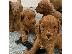 PoulaTo: Labradoodle F1 κουτάβια προς πώληση